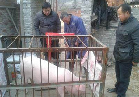 曝光小地磅称猪猫腻 农户卖猪注意了！